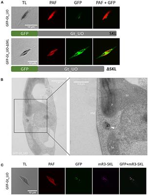 Inferred Subcellular Localization of Peroxisomal Matrix Proteins of Guillardia theta Suggests an Important Role of Peroxisomes in Cryptophytes